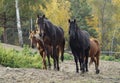 Herd of horses on the background of autumn forest Royalty Free Stock Photo