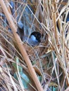 Bird in Nest in Reeds