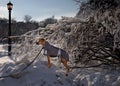 Pup Enjoys the Beauty of a Fresh Snowfall in Niagara