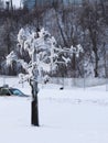 Niagara Falls in the winter - frozen tree Royalty Free Stock Photo