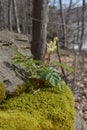 Spring Flowers at Niagara Glen, natural rock formation Royalty Free Stock Photo