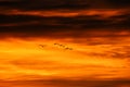 Birds and red cloud in Nianhu Lake