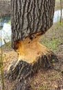 Nibbled tree