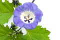 Nicandra blue flower