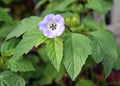 Nicandra phisaloides L. Gaertn. Flowering plant