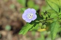 Nicandra physalodes or Apple of Peru flowering plant with open bell shaped pale violet flower next to lantern like inflated Royalty Free Stock Photo