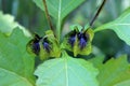 Nicandra physalodes or Apple-of-Peru two lantern like flower buds surrounded with multiple leaves