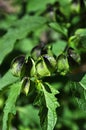 Nicandra physalodes family of Nightshade