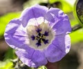 Nicandra physalodes known as apple-of-Peru and shoo-fly plant Royalty Free Stock Photo