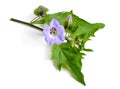 Nicandra physalodes. It is known by the common names apple-of-Peru and shoo-fly plant. Isolated