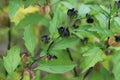 Nicandra physalodes, plant apple of peru in garden.