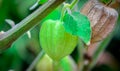 Nicandra physalodes tomatoes in lantern