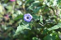 Nicandra physaloides Apple of Peru