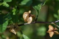 Nicandra physaloides Apple of Peru