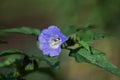 Nicandra physaloides Apple of Peru