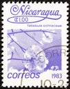 NICARAGUA - CIRCA 1983: A stamp printed in Nicaragua shows Tabebuia ochracea tree blossom, circa 1983.