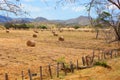 Nicaragua. Sheaves of hay in the field.