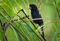 Nicaraguan Seed-finch - Sporophila Oryzoborus nuttingi - bird in the family Thraupidae