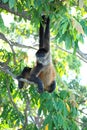 Nicaraguan Spider Monkey