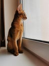 Nice Abyssinian kitten, wild color Royalty Free Stock Photo