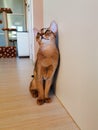 Nice Abyssinian kitten, wild color