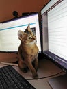 Nice Abyssinian kitten, wild color