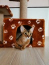 Nice Abyssinian cat, wild color