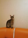 Nice Abyssinian cat, wild color