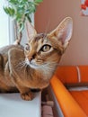 Nice Abyssinian kitten, cat, wild color