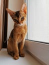 Nice Abyssinian kitten, wild color