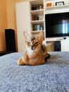 Nice Abyssinian kitten, wild color Royalty Free Stock Photo