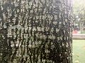 Tree skin texture at garden with blur background shoot view portrait