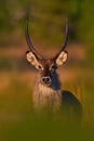 Nice African animal in the nature habitat, Okavango, Botswana. Wildlife from nature. Evening Africa. Africa wildlife. Waterbuck,