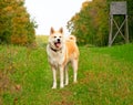 Nice akita dog Royalty Free Stock Photo