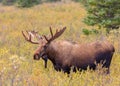 Nice Alaska-Yukon Bull Moose in Velvet Royalty Free Stock Photo