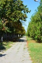 Nice alley with tall thujas and trees along the street in the city of Dnipro.