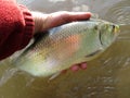 Nice American Shad From the Potomac