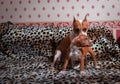 Nice amstaff puppy dog and mother pets rusty red animal home American Staffordshire Terrier Royalty Free Stock Photo