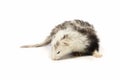 Nice angora ferret on white background posing for portrait in studio