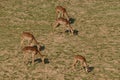 Antelopes in sunset on grass