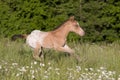 Nice appaloosa foal running Royalty Free Stock Photo