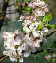 Nice apple blossoms in spring