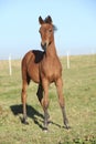 Nice arabian foal standing on pasturage Royalty Free Stock Photo