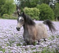 Nice arabian horse running in fiddleneck field Royalty Free Stock Photo