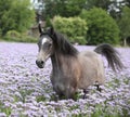 Nice arabian horse running in fiddleneck field