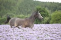 Nice arabian horse running in fiddleneck field