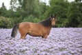 Nice arabian horse standing in fiddleneck field Royalty Free Stock Photo