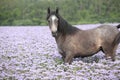 Nice arabian horse standing in fiddleneck field Royalty Free Stock Photo