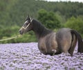 Nice arabian horse standing in fiddleneck field Royalty Free Stock Photo