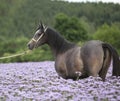 Nice arabian horse standing in fiddleneck field